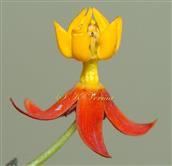   Flower with red corolla and yellow corona